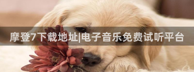 乐发ll500软件：摩登7下载地址|电子音乐免费试听平台