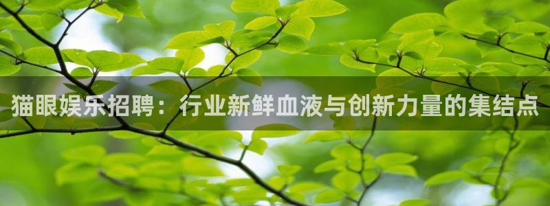 乐发ll5004平台注册：猫眼娱乐招聘：行业新鲜血液与创新力量的集结点